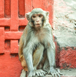 Portrait of monkey