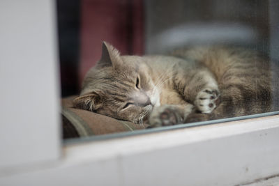 Close-up of cat sleeping