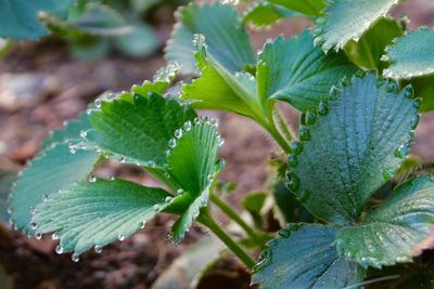 Close-up of wet plant leaves