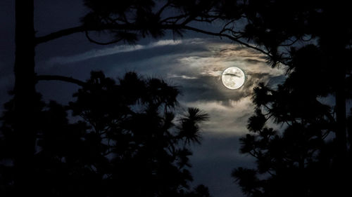 Low angle view of silhouette trees against sky at night