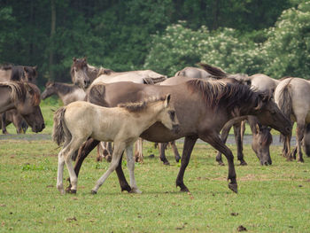 Horses in a field