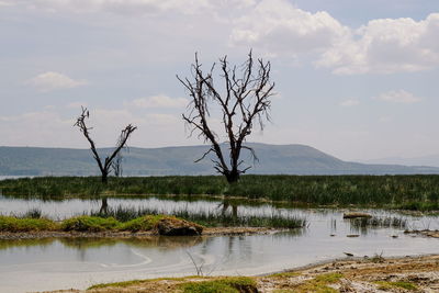 Bare tree by lake against sky