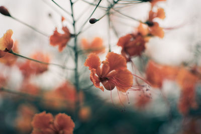 Close-up of orange flowering plant against sky