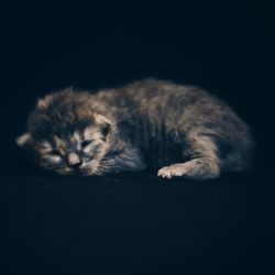 Close-up of cat sleeping against black background