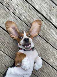 Bassett puppy ears