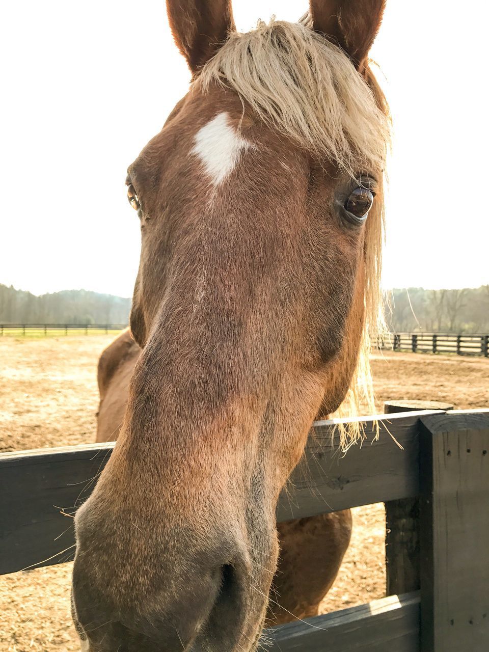 CLOSE-UP OF HORSE IN ZOO