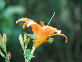 Close-up of orange flowering plant