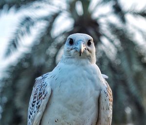 Close-up of a falcon bird