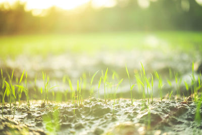 Close-up of grass on field