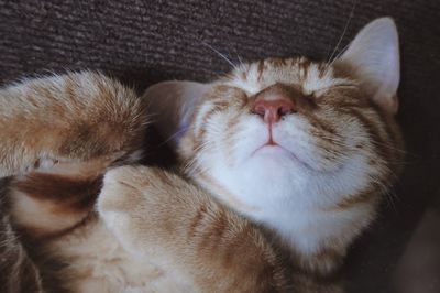 Orange kitten sleeping