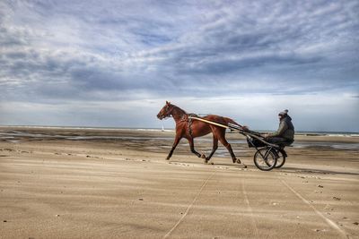 Horse cart