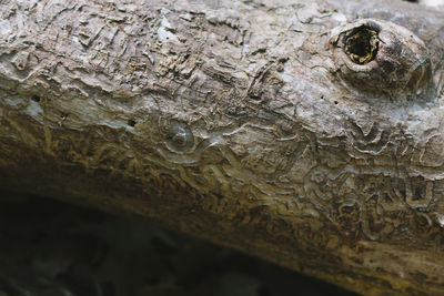 Close-up of crocodile in the sea