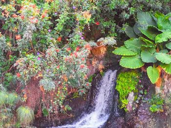 Scenic view of waterfall in forest