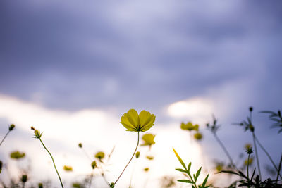 Close-up of yellow cosmos flowers blooming against sky