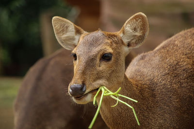 The deer is eating grass, dec 2019