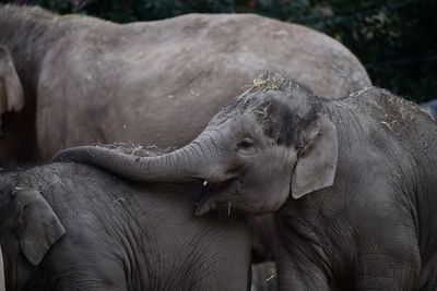 Close-up of elephant in zoo