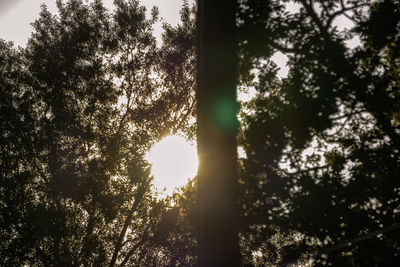 Low angle view of sunlight streaming through trees in forest