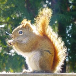 Close-up of squirrel