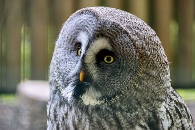 Close-up portrait of owl