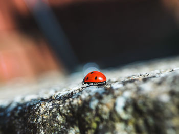 Close-up of ladybug on rock