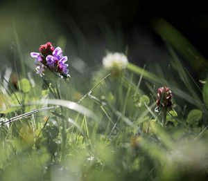 Close-up of flowers blooming outdoors