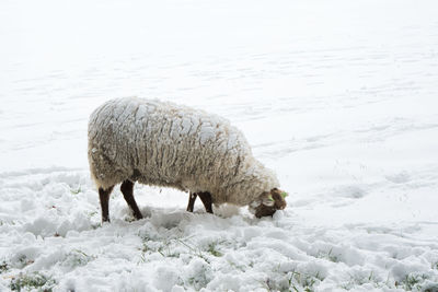 View of sheep on snow field