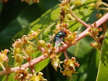 Close-up of bee pollinating on flower