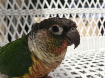 Close-up of bird perching outdoors