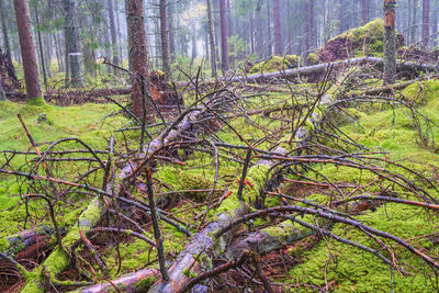 Trees in forest