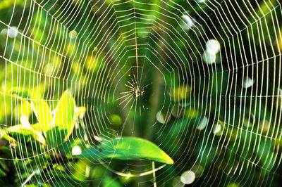 Full frame shot of spider web