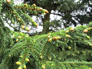 Close-up of pine tree