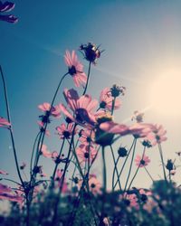 Low angle view of pink flowering plants against sky