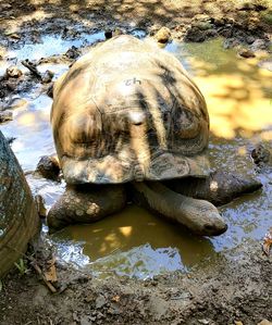 High angle view of turtle in lake