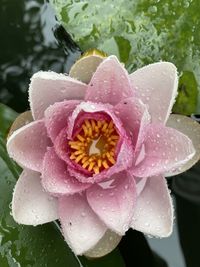 Close-up of white flower