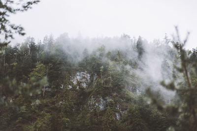 Low angle view of trees in forest against sky