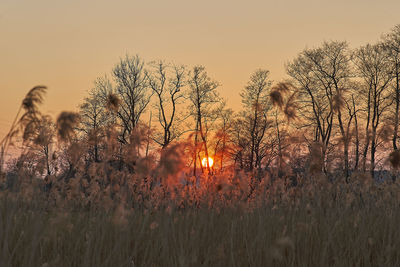 Plants and trees on field against sky during sunset