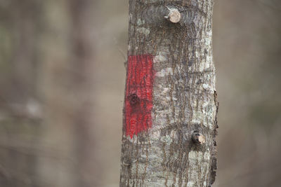 Close-up of red tree trunk in forest
