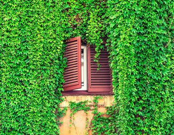 Window amidst ivy plants