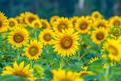 Close-up of yellow sunflowers on field