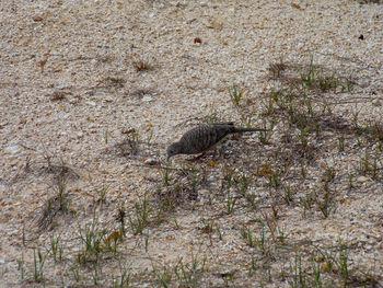 High angle view of bird on land