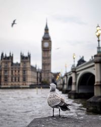  view of seagull perching on top of wall