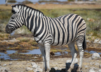 Zebras in the etosha national park namibia south africa