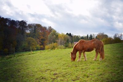 Horse grazing in a field