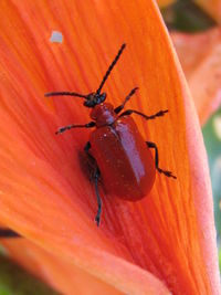 Beetle on plant leaf