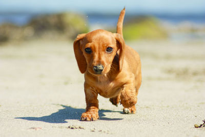 Portrait of dog on beach