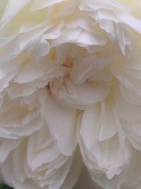 Full frame shot of flower