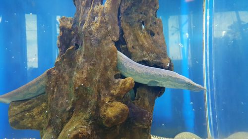 Close-up of fish swimming in aquarium