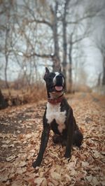 Photogenic american pit bull terrier