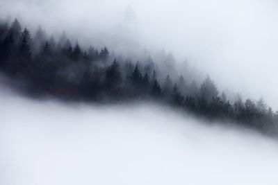 Scenic view of forest against sky during winter