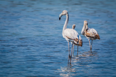 View of flamingos birds in lake